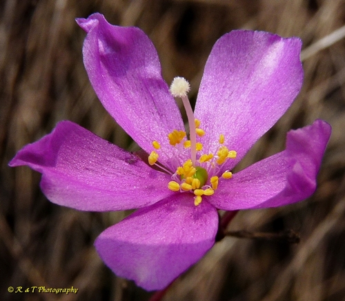 {Phemeranthus mengesii}